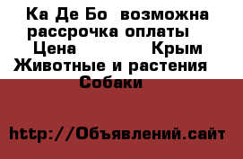  Ка Де Бо (возможна рассрочка оплаты) › Цена ­ 25 000 - Крым Животные и растения » Собаки   